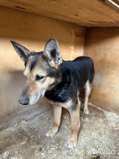 Собаки бесплатно в добрые руки