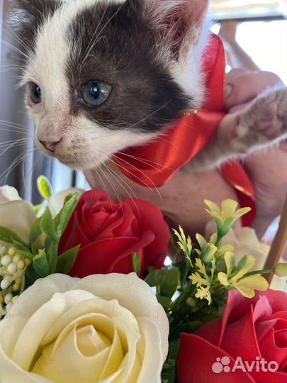 Котята в добрые руки даром. Два мальчика и девочка