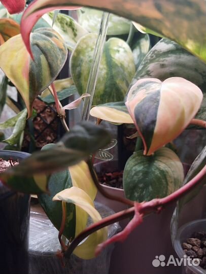 Филодендрон миканс Пинк триколор