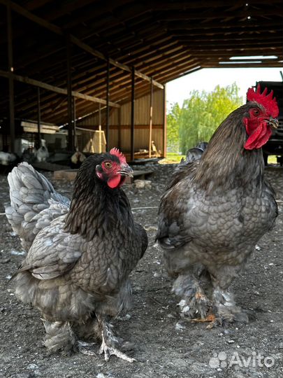 Петухи Кохинхин, Брама молодые