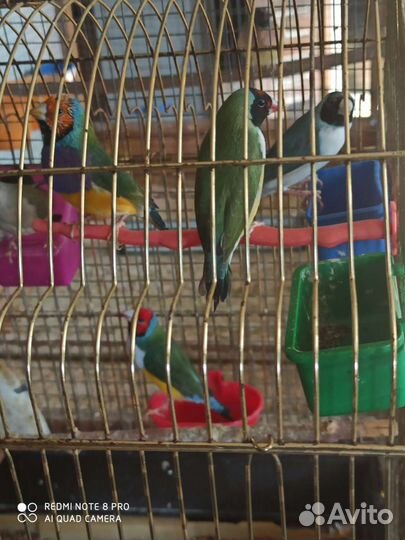 Амадин зебровый, амадин Гульда