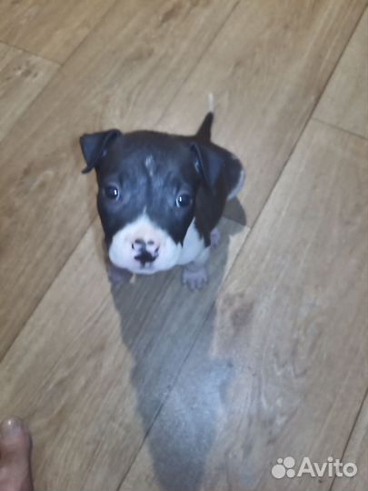 Амстафф девочка