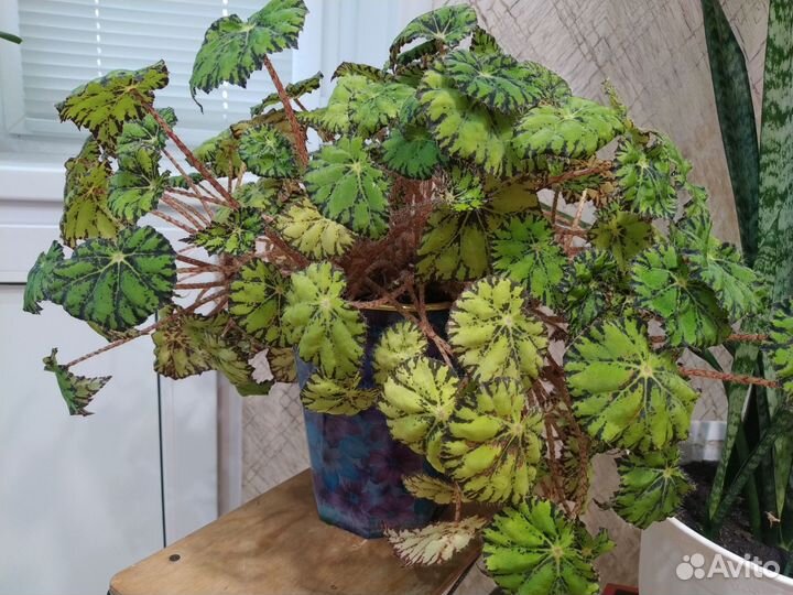 Комнатные растения