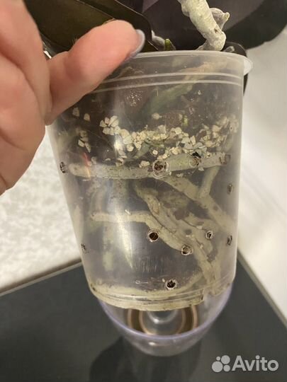 Орхидея фаленопсис ароматная фабрика