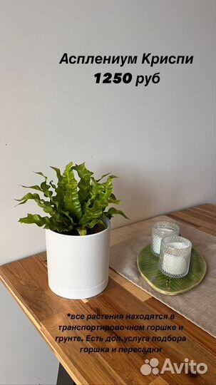 Комнатные растения: стерилиция, эпифилум