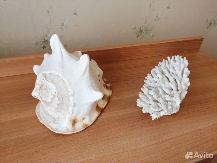 Раковина морская Большая + Коралл