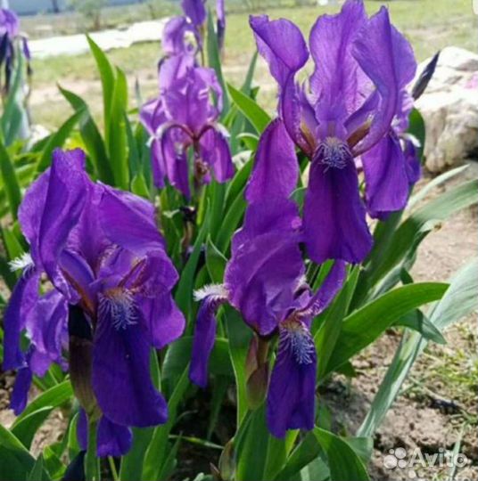 Ирис многолетний