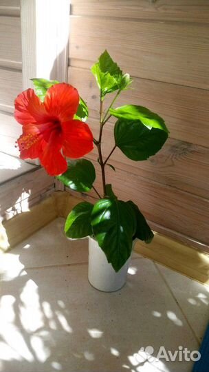 Комнатное растение Китайская роза/Гибискус