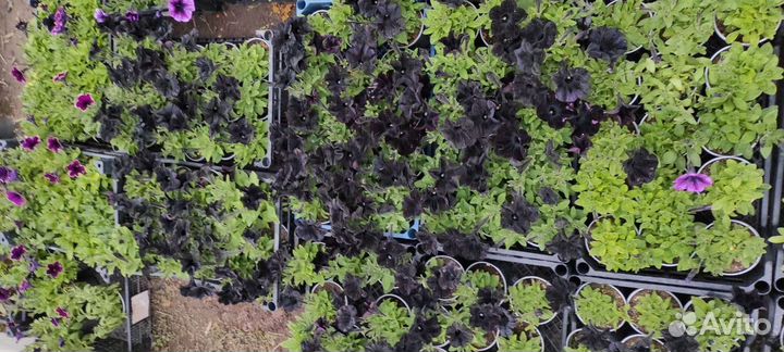 Рассада петунии вегетативная