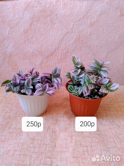 Традесканции сортовые