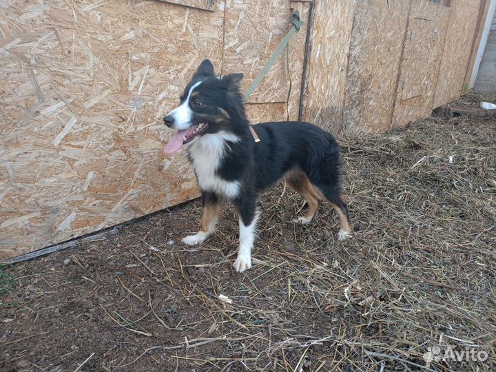 Собака аусси