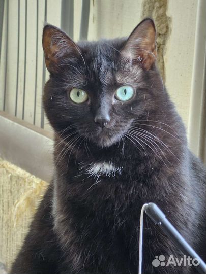 Кошечка в добрые руки