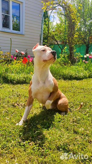 Американский Стаффордширский терьер вязка