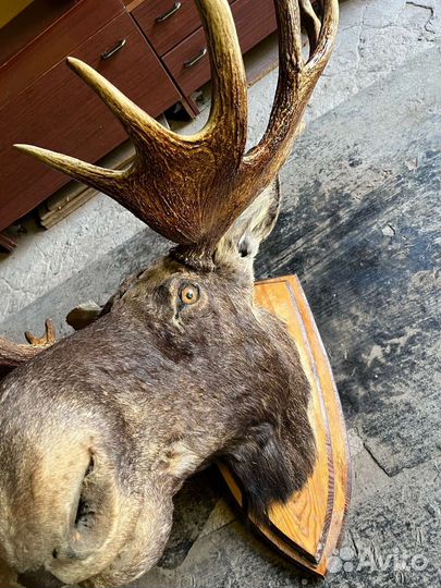 Чучело головы лося