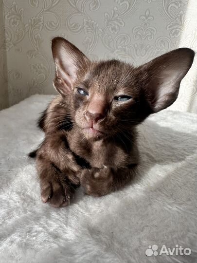 Ориентальные котята