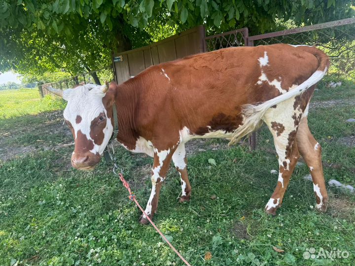 Телка стельная