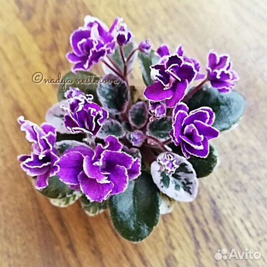 Цветущие мини фиалки