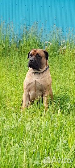 Южнойафриканский бурбуль