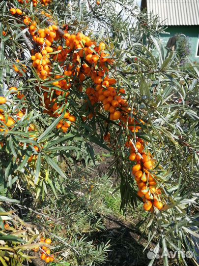 Саженцы облепихи