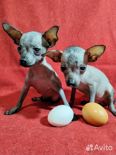 Голые тойтерьеры