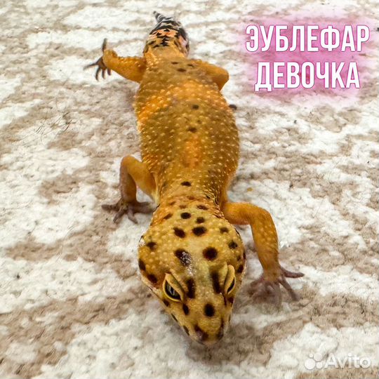 Эублефар (гекконы: мальчик и девочка)