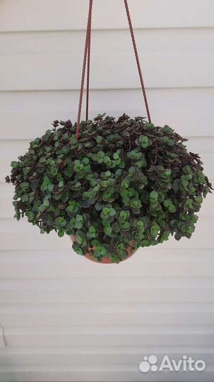 Каллизия в кашпо