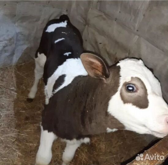 Бычки телята