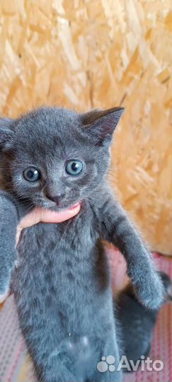 Британские котята