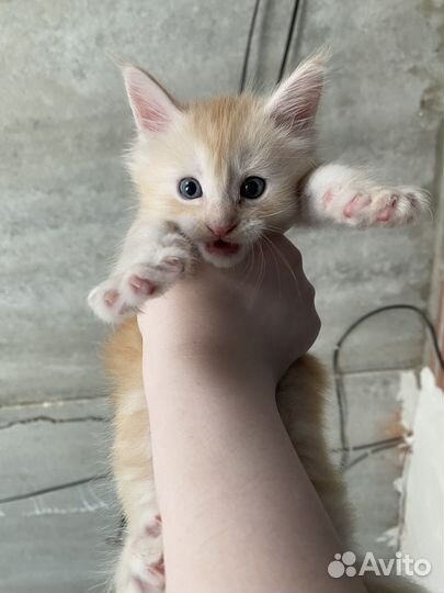 Рыжий котенок мейкун