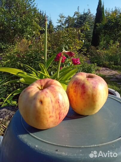 Яблоки оптом