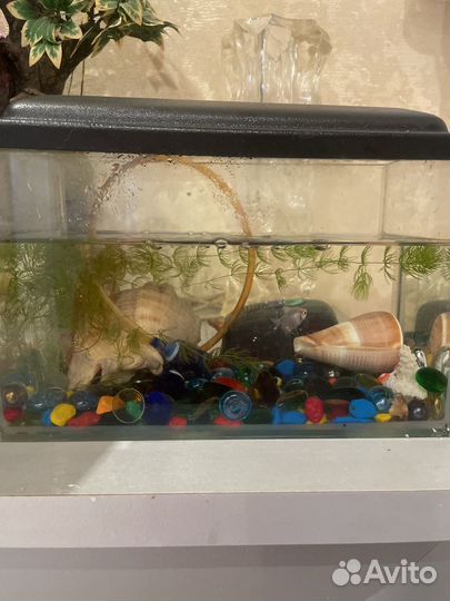 Аквариум с рыбками