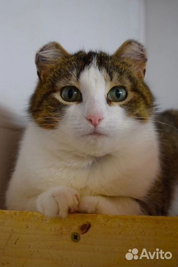 Кошка