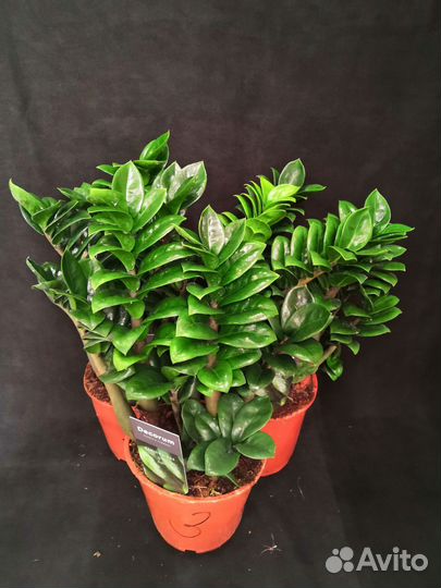 Замиокулькас зензи жук 14/40-45