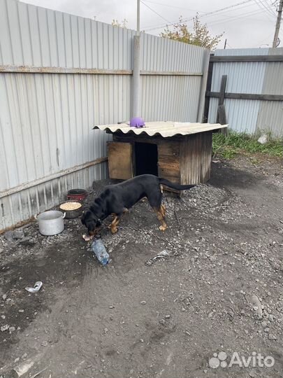 Собака в добрые руки