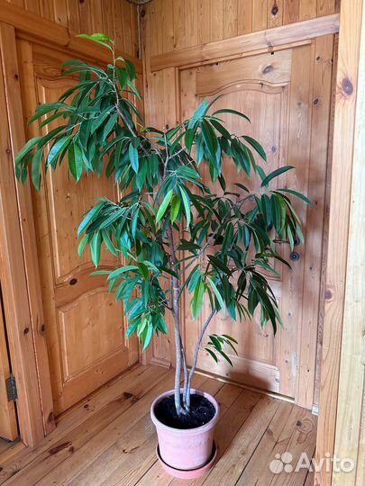 Фикус Амстел Квин Кинг Эластика Пассифлора Пальма