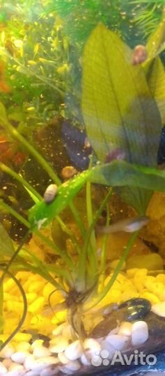 Аквариумные рыбки гуппи