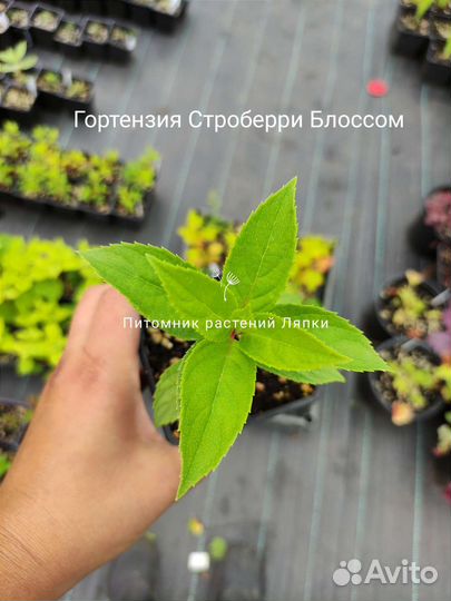 Гортензия Строберри Блоссом