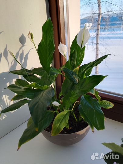 Спатифилум Шопен