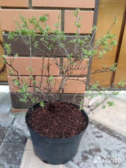 Лапчатка,спирея