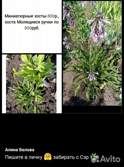 Многолетние садовые цветы, пишите мне в личку