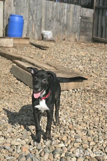 Щенки стаффорда