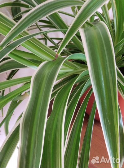 Хлорофитум Оушен