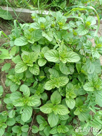 Мята сортовая 55 сортов