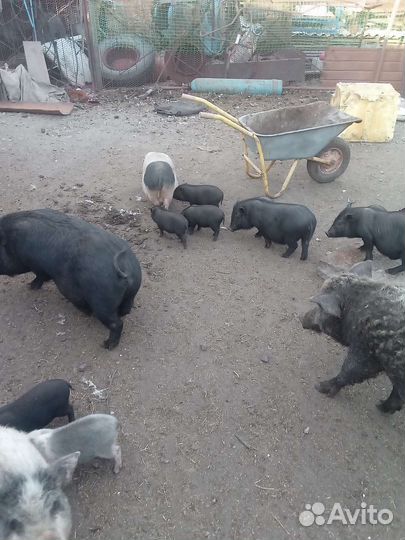 Коровы, козы, поросята