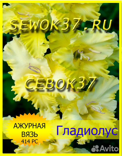 Гладиолусы луковицы