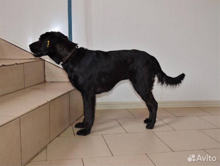 Анфиса в поисках дома