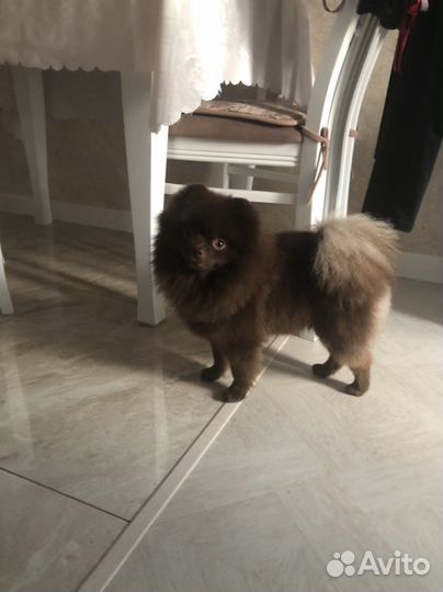 Померанский шпиц вязка