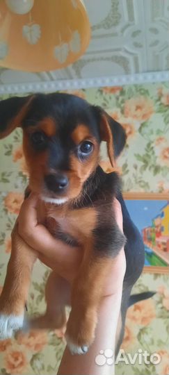 Милые щенки