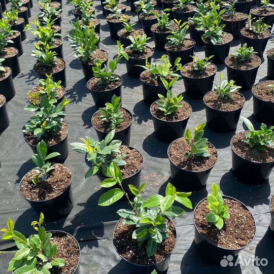 Лавровишня