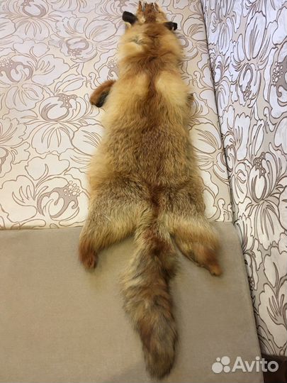 Лисья шкура